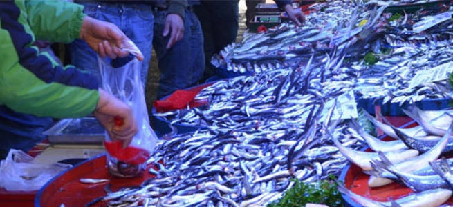 Zehirli balıklar Türkiye’ye satıldı!