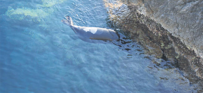 Akdeniz foku katledildi