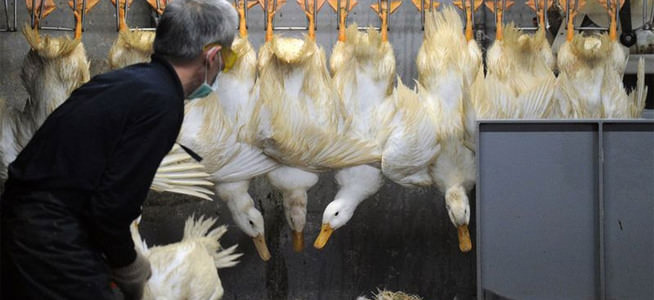 Çin’de kuş gribi 26 can aldı