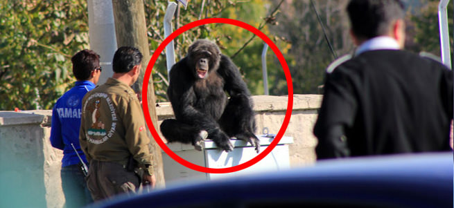 Şempanze uyuşturucu iğneyle bayıltıldı