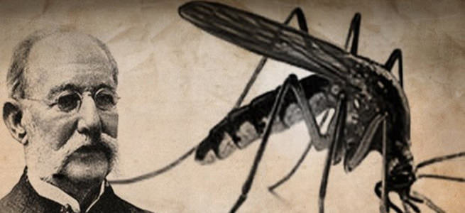 Carlos Juan Finlay ve dişi sivrisinekler