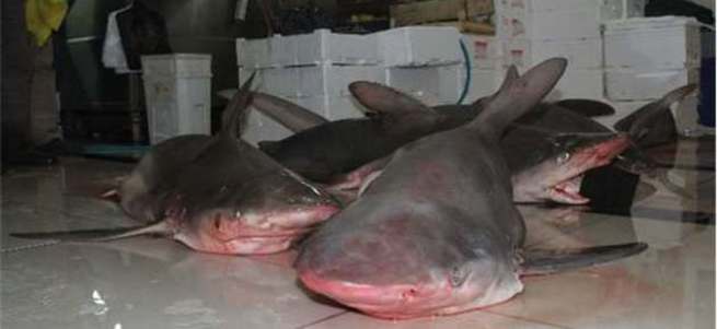 7 köpek balığı yakalandı