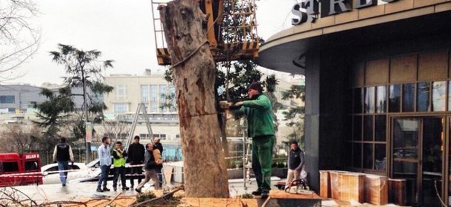 CHP’li belediye Sabancı Holding için asırlık ağaçları katletti
