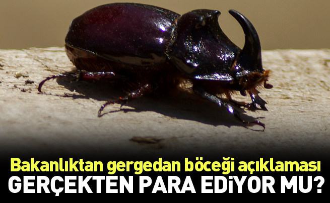 Bakanlık ’Gergedan böceği’ için açıklama yaptı