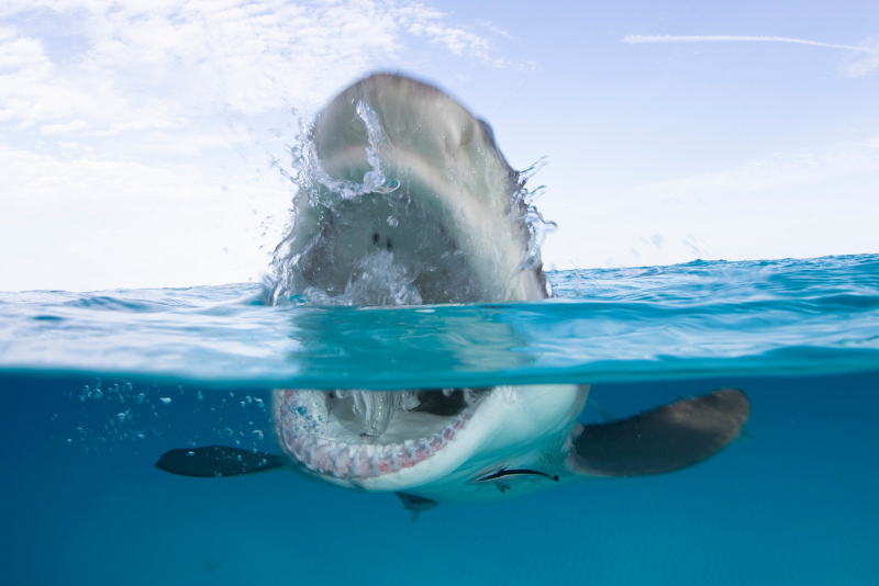 California swimmer badly injured in shark attack, News