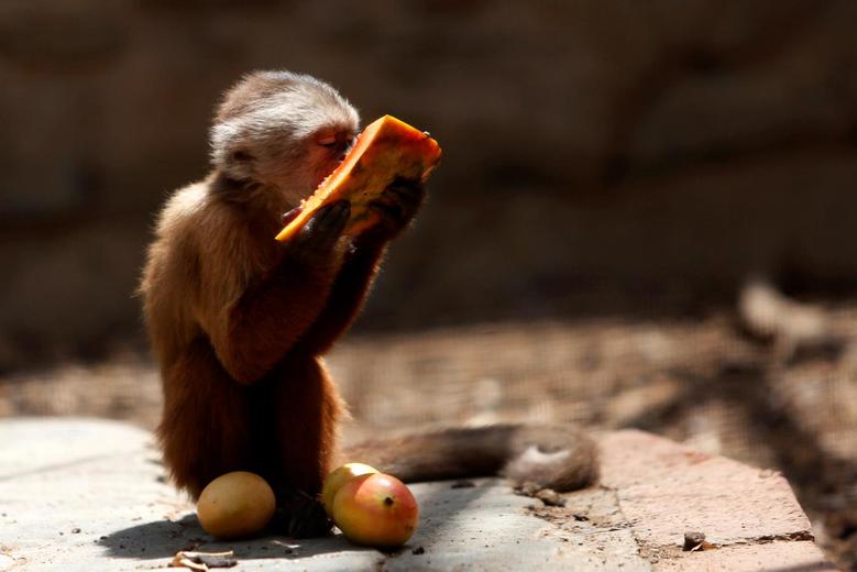 Monkey grabs phone, calls 911 at California zoo