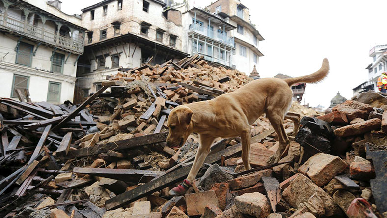 Can Dogs Tell When An Earthquake Is Coming