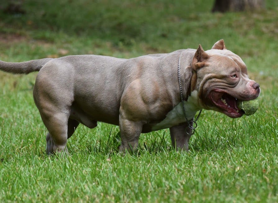 Dangerous Dogs: Should American Bully dogs be banned? 