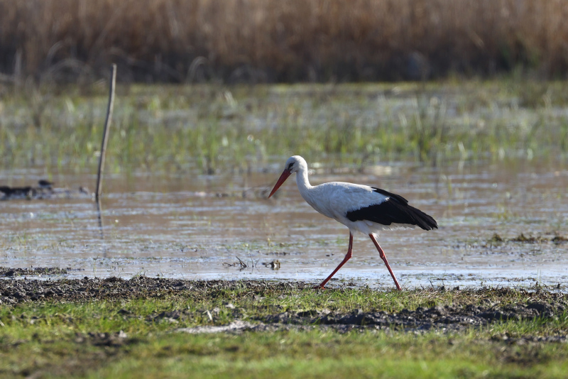 Areas reflecting beauties of Edirne province declared as natural sites