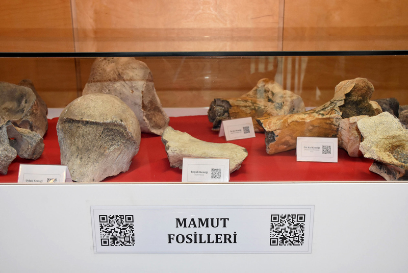 Remains of 28,000-year-old wooly mammoth on display in Turkey