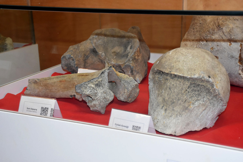Remains of 28,000-year-old wooly mammoth on display in Turkey