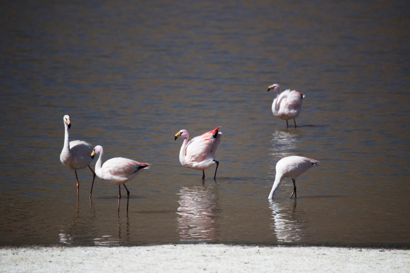 In Chiles Atacama, lithium mining stirs fight over flamingos