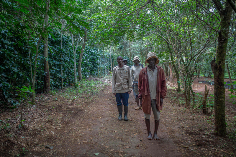 How coffee is saving a unique Mozambican forest