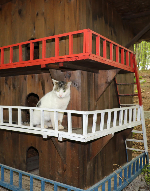 Cats classified as invasive alien species by Polish institute