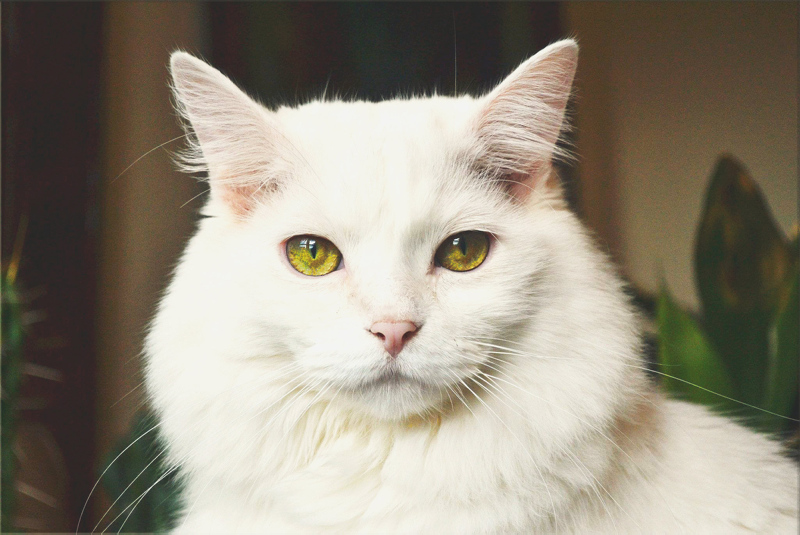Cats classified as invasive alien species by Polish institute