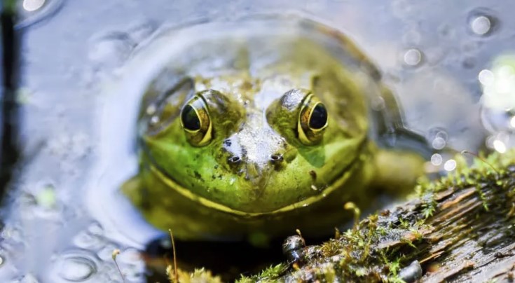 Invasive frog and snake species cost world economy $16 bln, study shows