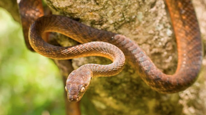 Invasive frog and snake species cost world economy $16 bln, study shows