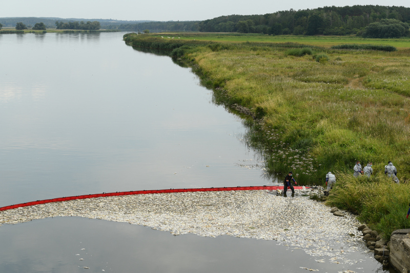 What killed tons of fish in European river? Mystery deepens