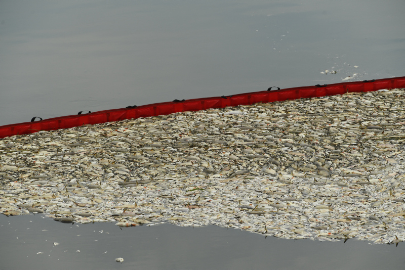What killed tons of fish in European river? Mystery deepens