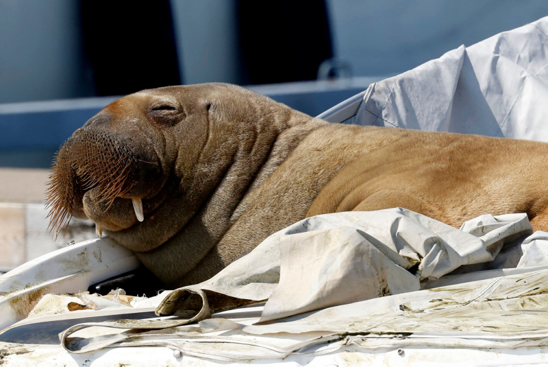 Norways Freya the walrus that drew Oslo crowds put down
