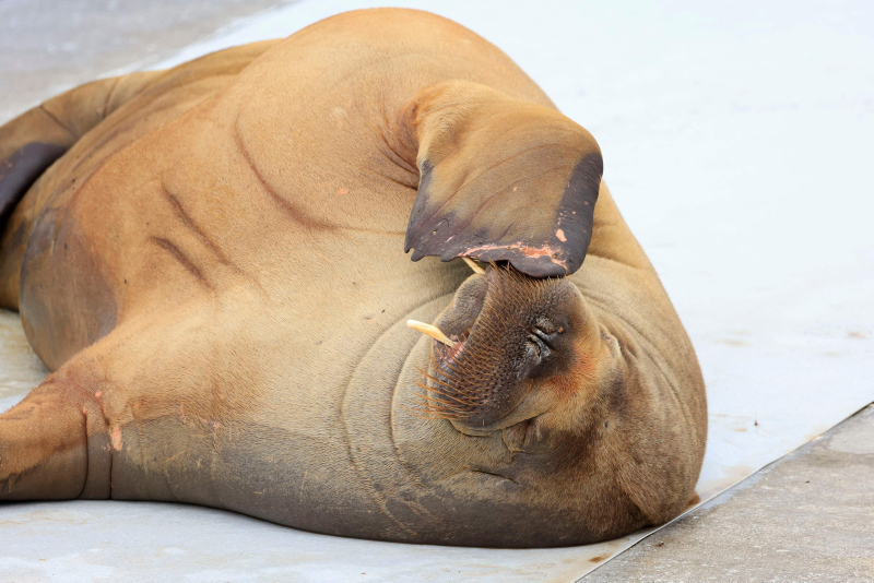 Norways Freya the walrus that drew Oslo crowds put down