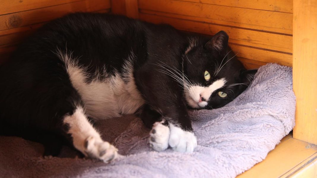 Kim Kardashian of the cat world: Gacek draws tourists to Polish city of Szczecin