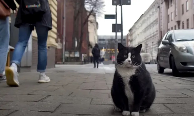 Kim Kardashian of the cat world: Gacek draws tourists to Polish city of Szczecin