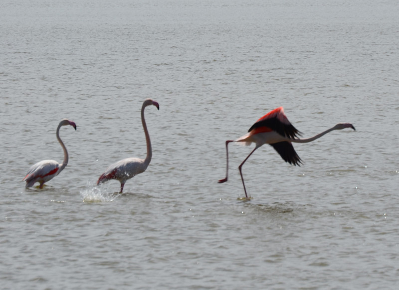 Thousands of flamingo chicks welcomed in province of Konya