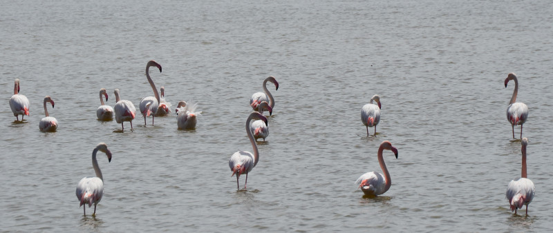 Thousands of flamingo chicks welcomed in province of Konya