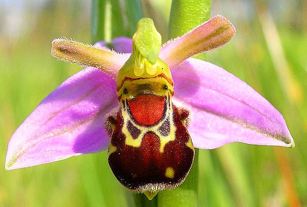 Yabanarısı Orkidesi (Ophrys bomybliflora) ile ilgili görsel sonucu
