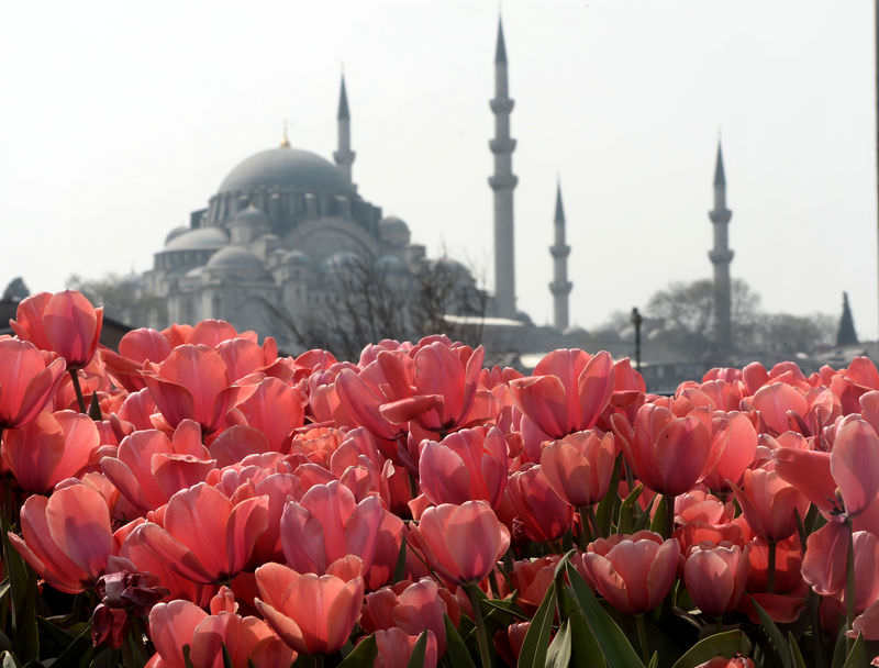 tulip festival in istanbul