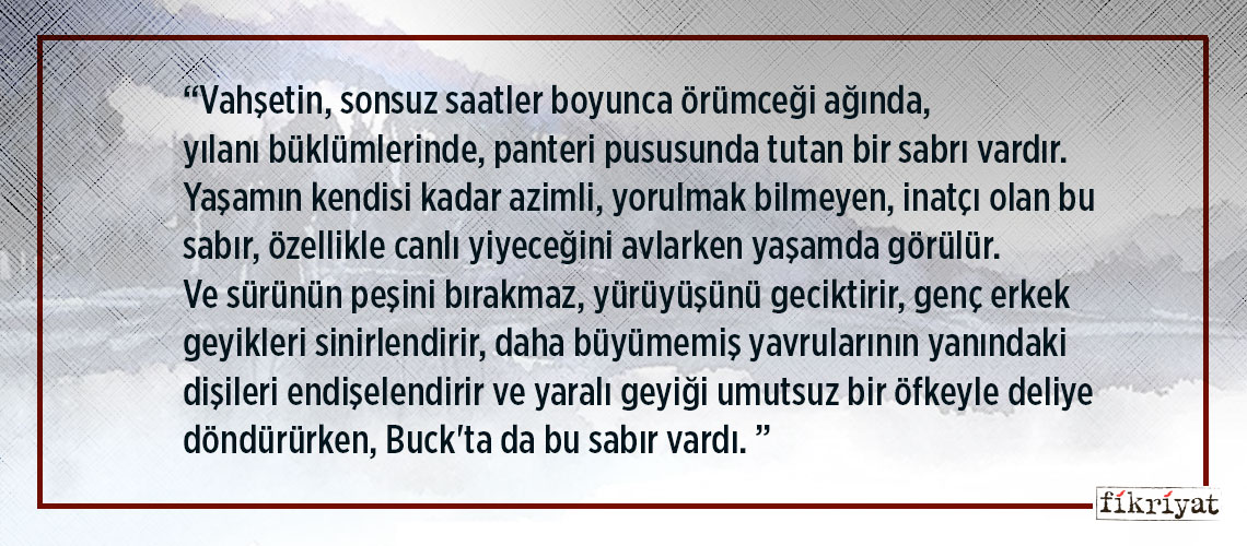 Bir Hayvana Insani Ozelliklerin Verildigi Kurgu Turunun Ornegi Yabanin Cagrisi Ndan Alintilar Galeri Fikriyat Gazetesi