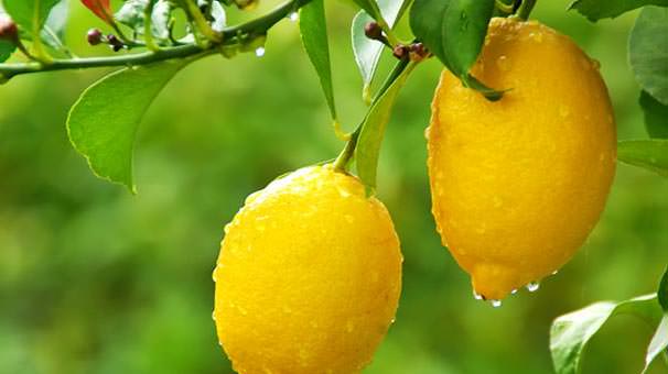Bileğinize limon damlatın ve...