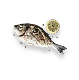Deniz Ürünleri