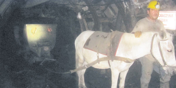 Kömürler katırlarla taşınıyor!