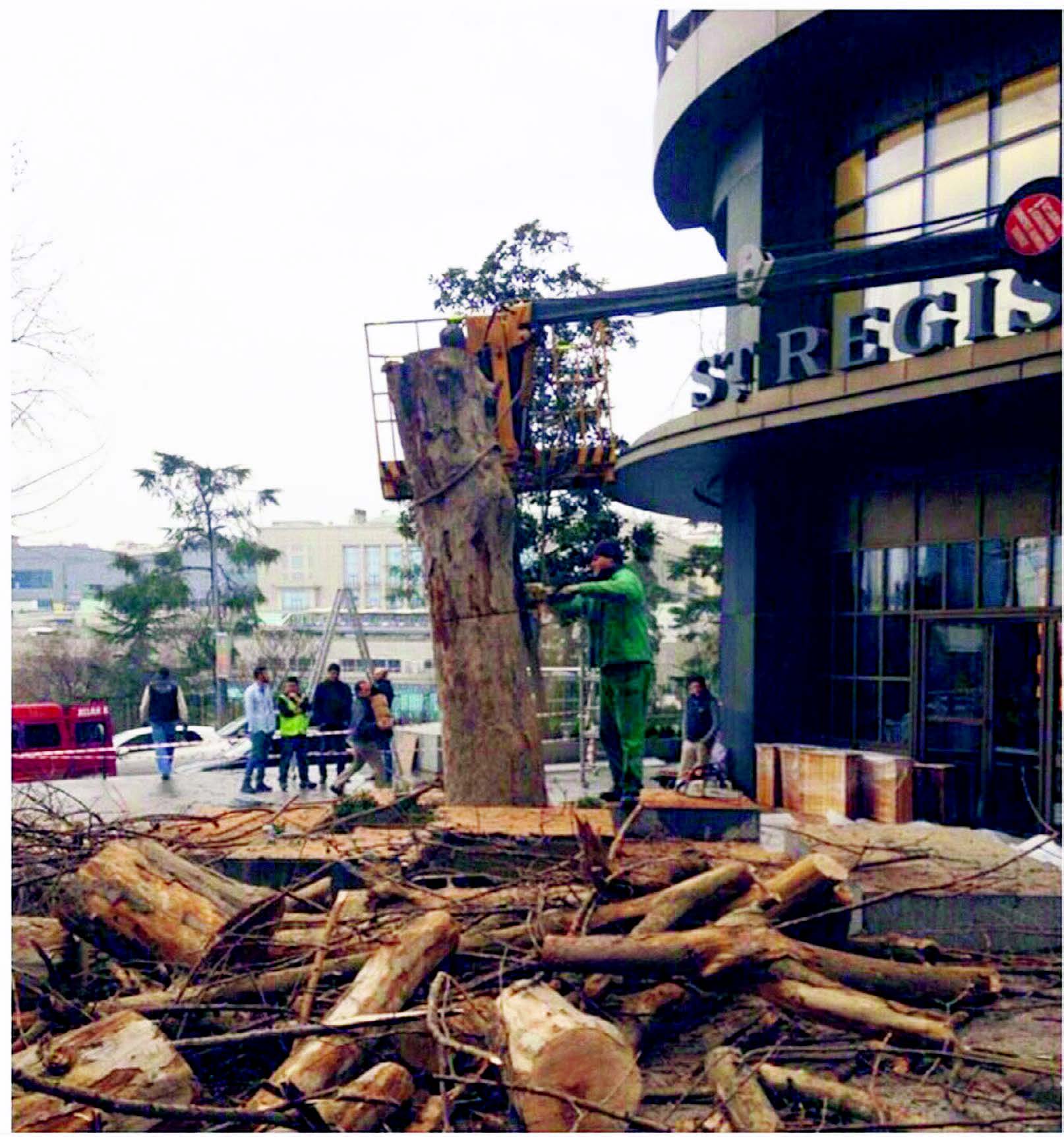 Gezi zekalılar nerede?