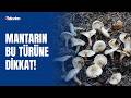 Zehirli mantar nasıl anlaşılır: Hangi mantarlar zehirlidir? 30 yılın ardından yoğun bakımlık oldu